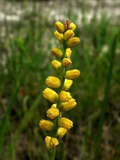 {Aletris aurea}